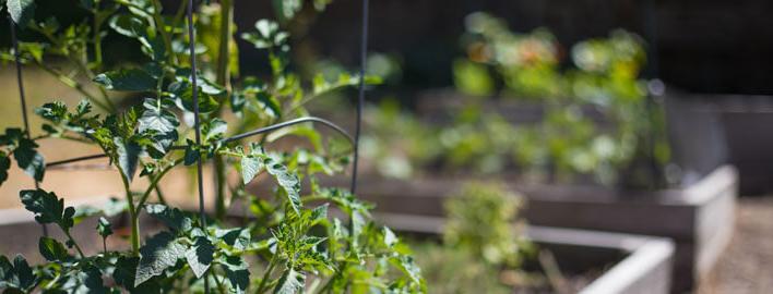 plants in community garden